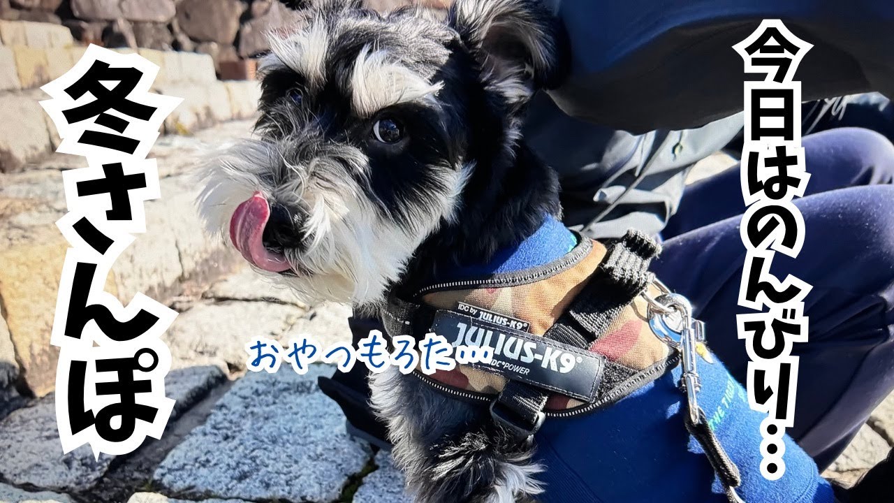 【愛犬の日常】冬ですが、気温も天気もとっても気持ち良かったのでピクニック気分でお散歩に行きました