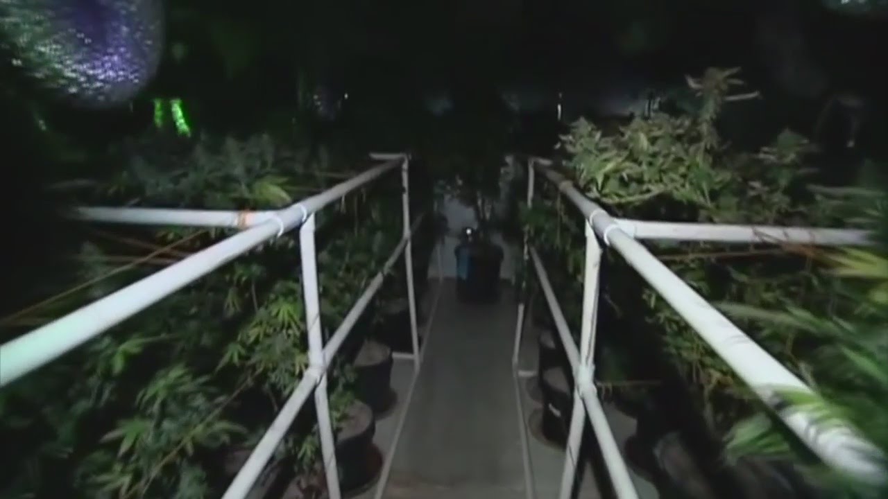 Illegal marijuana delivery services putting people in danger