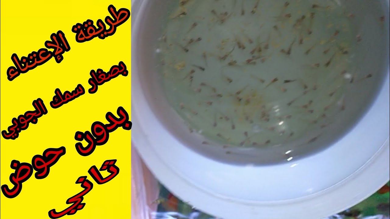 كيف أعتني بصغار سمك الجوبي بدون حوض تاني موضوع مهم جدا لكل مربي الأسماك