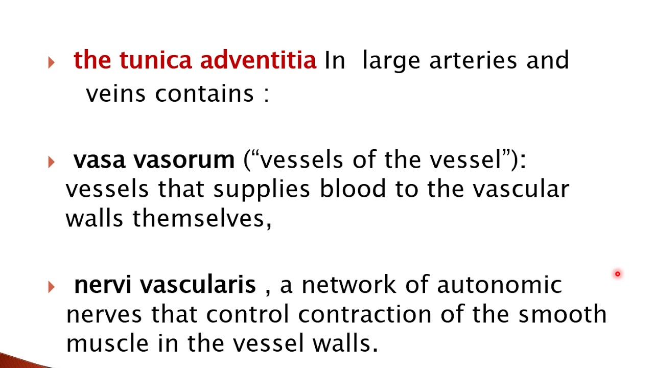 The circulatory system part 2