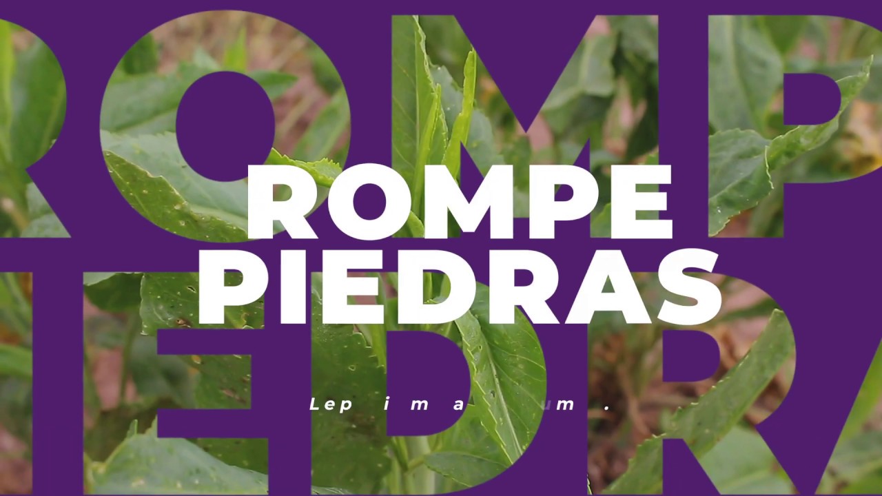 ¿Conoces el rompepiedras?