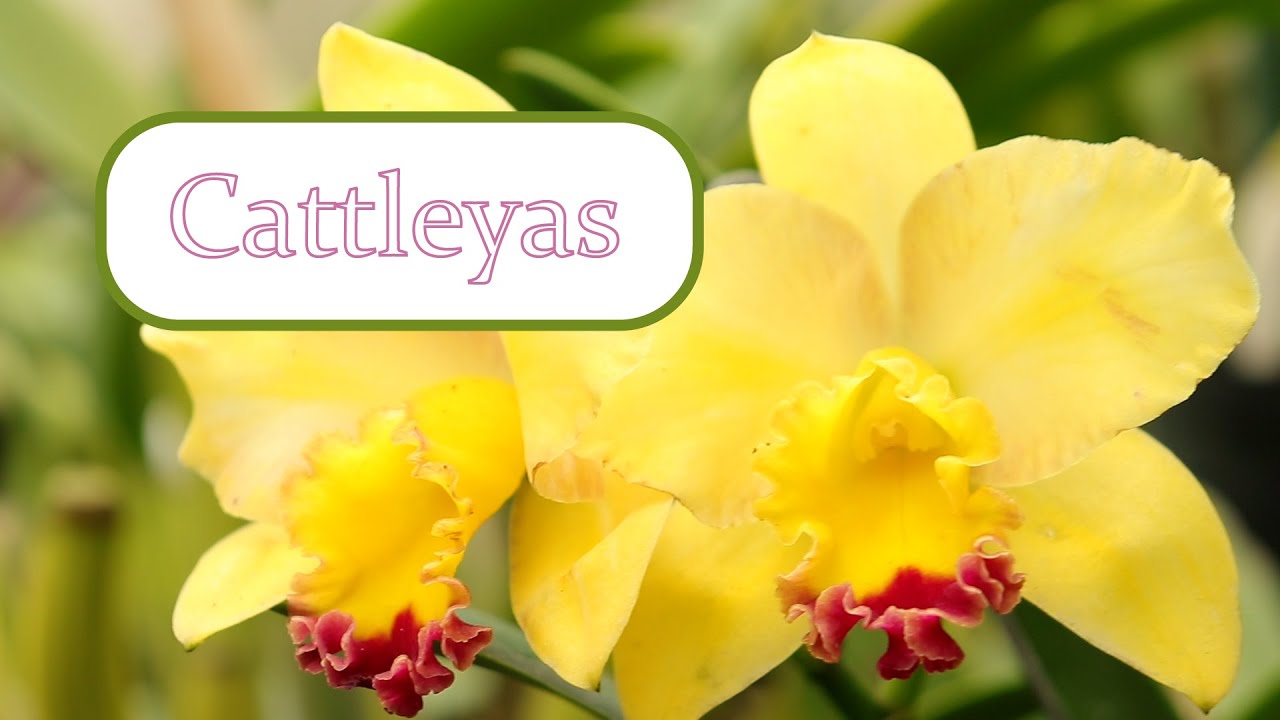 Cultivo de Orquídeas Cattleyas | Alma del Bosque