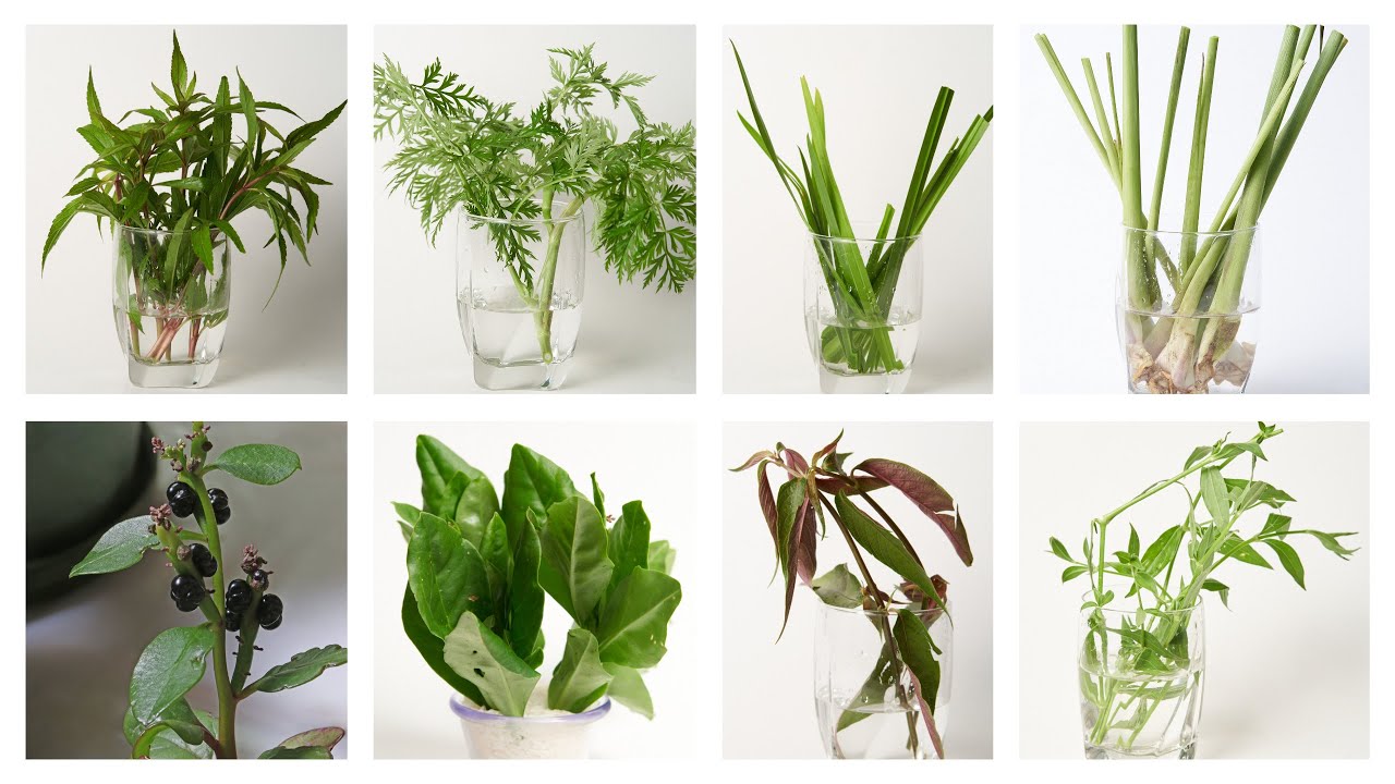 Learn Chicken Herbs' Names/Medicinal Uses: Part II | Tshuaj Rau Qaib daim II | Everything Hmong