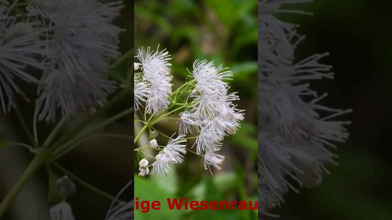 Akeleibl&auml;ttrige Wiesenraute im Ettaler Forst