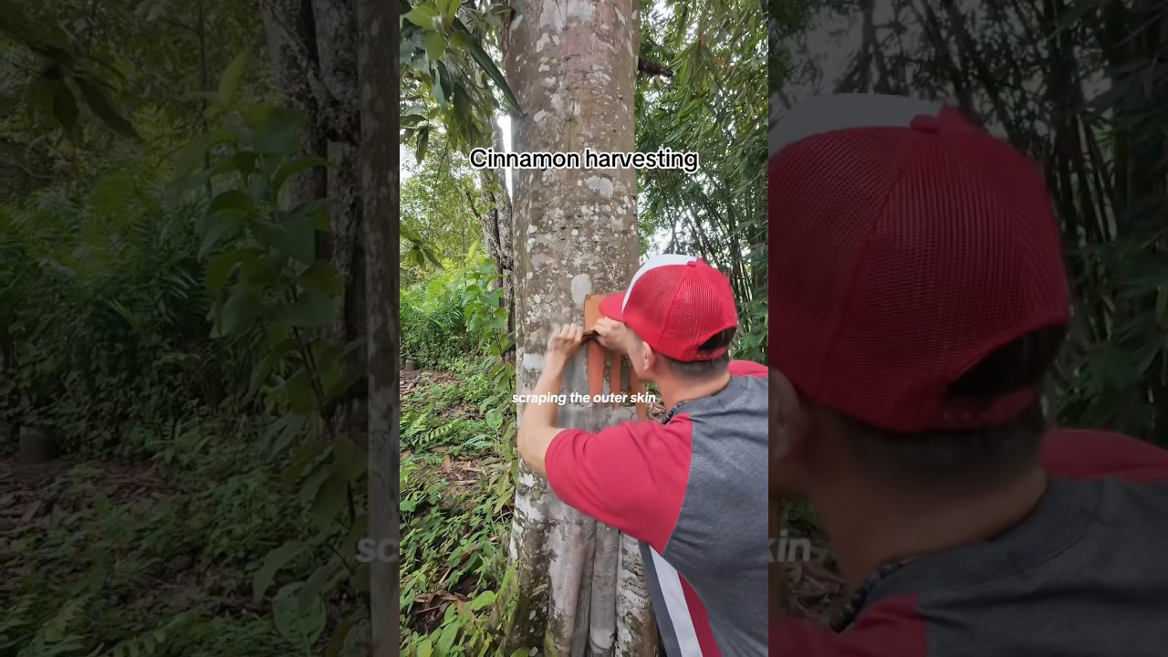 This is how cinnamon is harvested