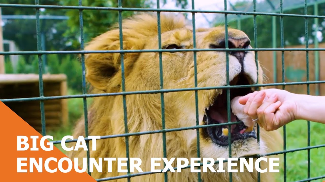 Big Cat Encounter Experience