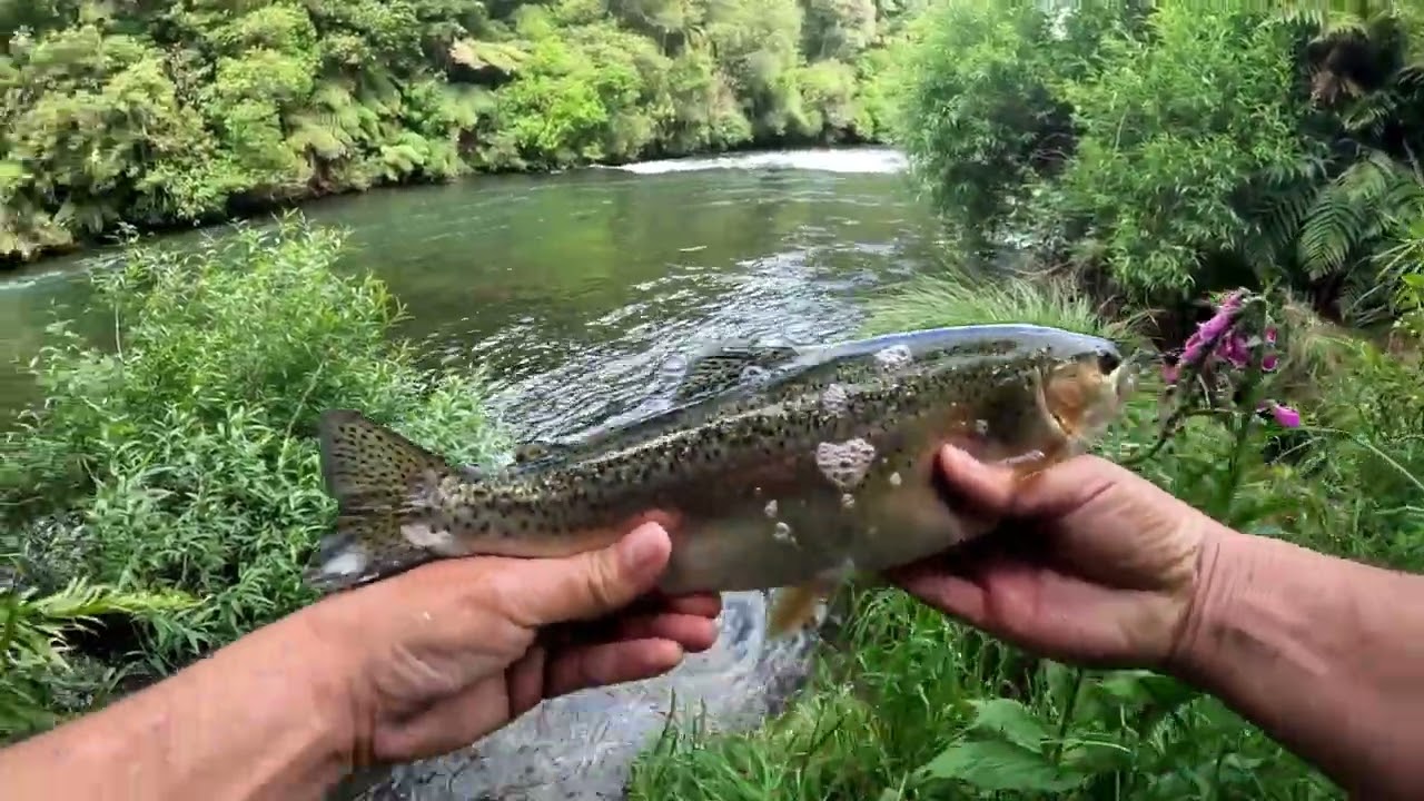 Fishing New Zealands north island for Rainbow trout. Kaituna river, Okere falls.#fishing #loveit