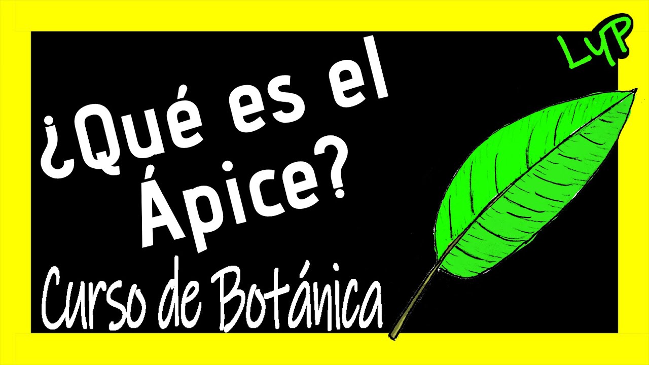 Que es el ÁPICE?🌿🍂🌸 Partes de las Hojas de las Plantas 🌼 Curso de Botánica online 🧬Ecología Biología