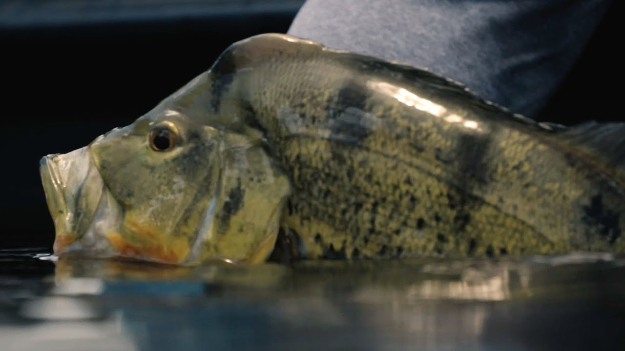 Guidelines - Urban Fishing for Peacock Bass and Clown Knife Fish