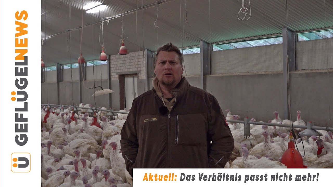 Das Verhältnis passt nicht mehr! - Geflügelnews aus der Praxis