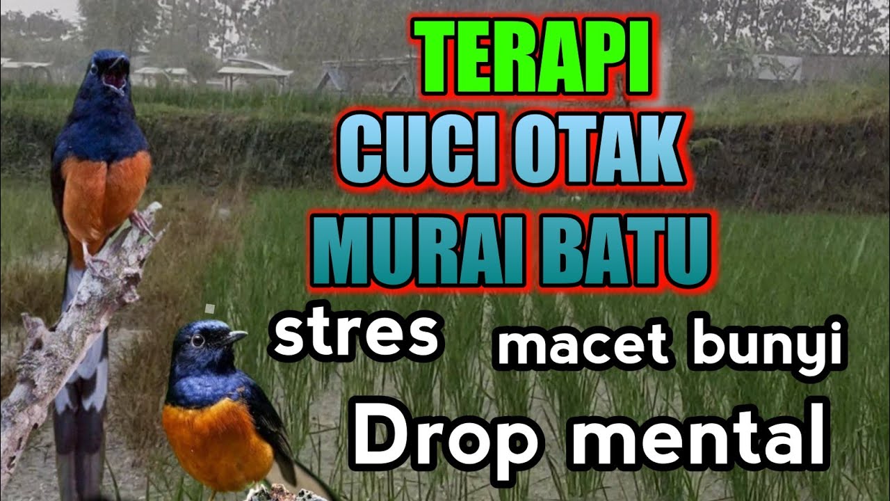 AMPUH..‼️SUARA TERAPI AIR UNTUK MURAI BATU STRES ,MURAI BATU DROP MENTAL MURAI BATU MACET BUNYI