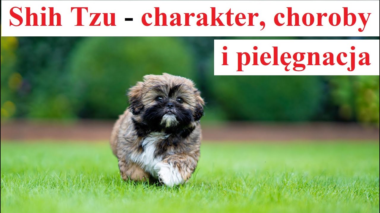 SHIH TZU - charakter, pielęgnacja i choroby