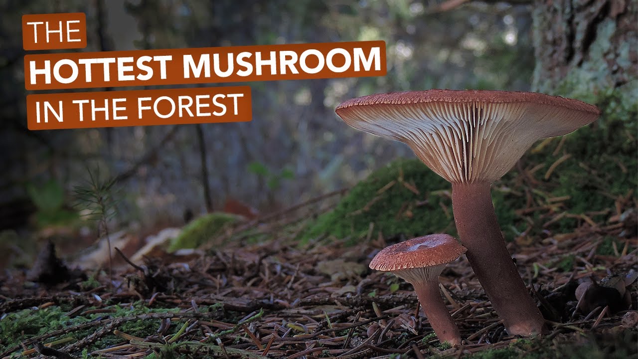 The Hottest Mushroom In The Forest