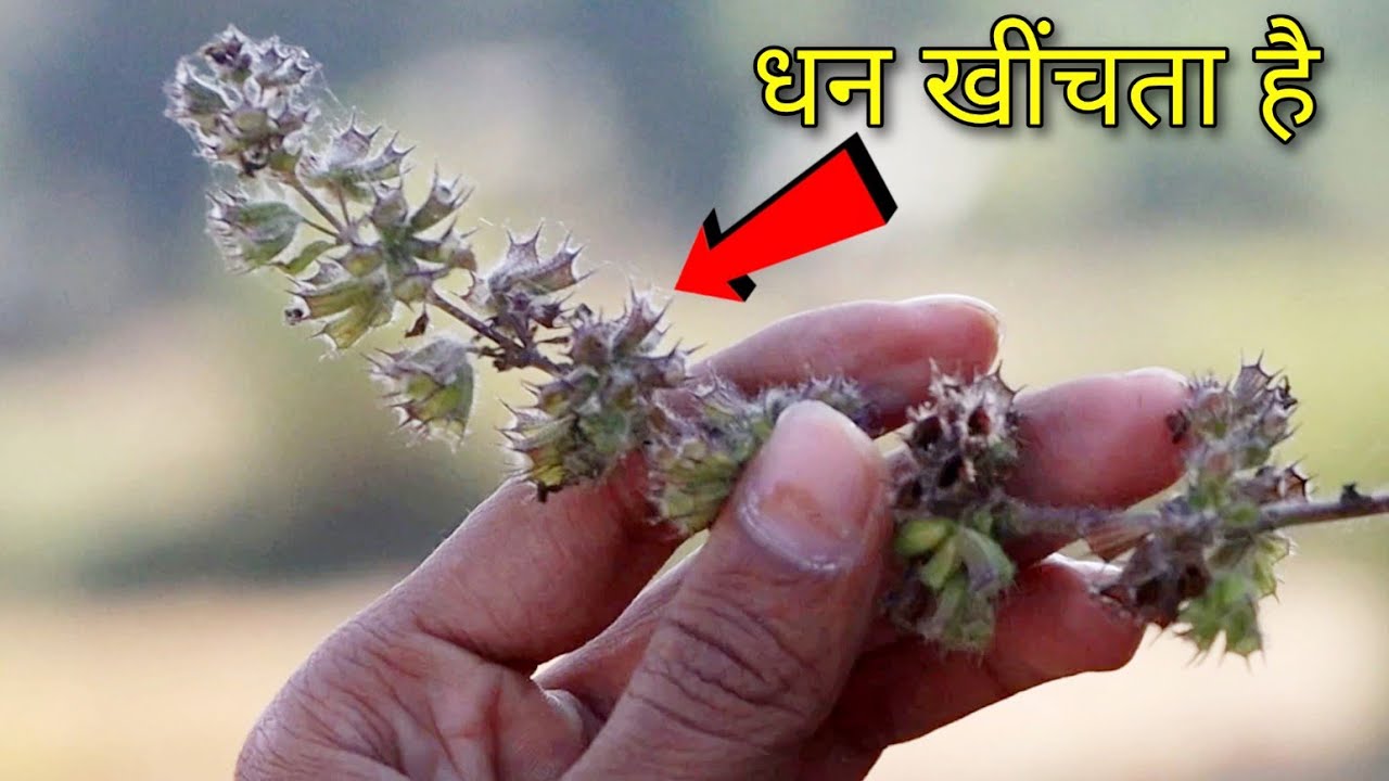 इस पौधे को पास में रखने से अदृश्य सक्ति जो मांगेगे सब कुछ देता है, धन दौलत तो पानी की तरह बरसता है