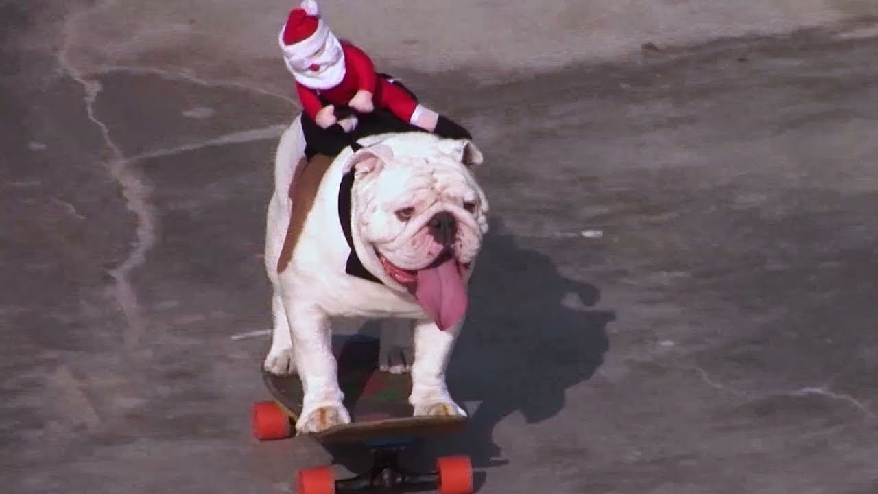 Otto The Skateboarding Dog - Pets Factor