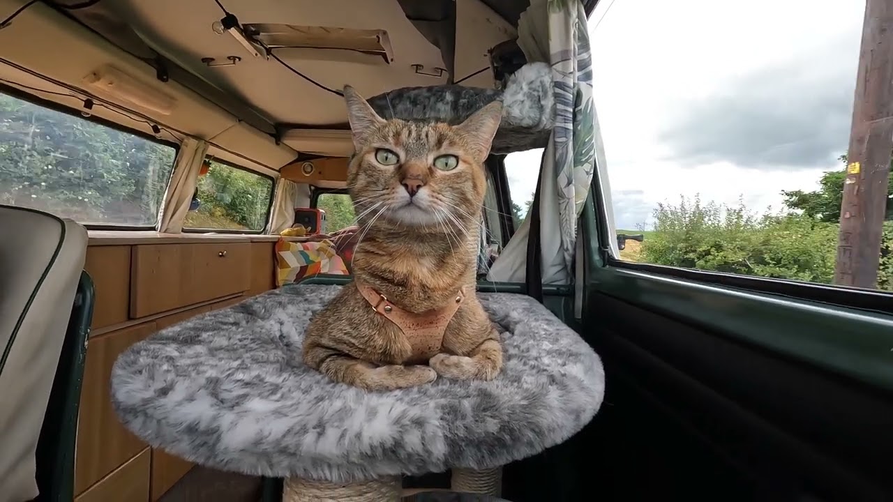 NALA CAM - Van edition 🚐😻