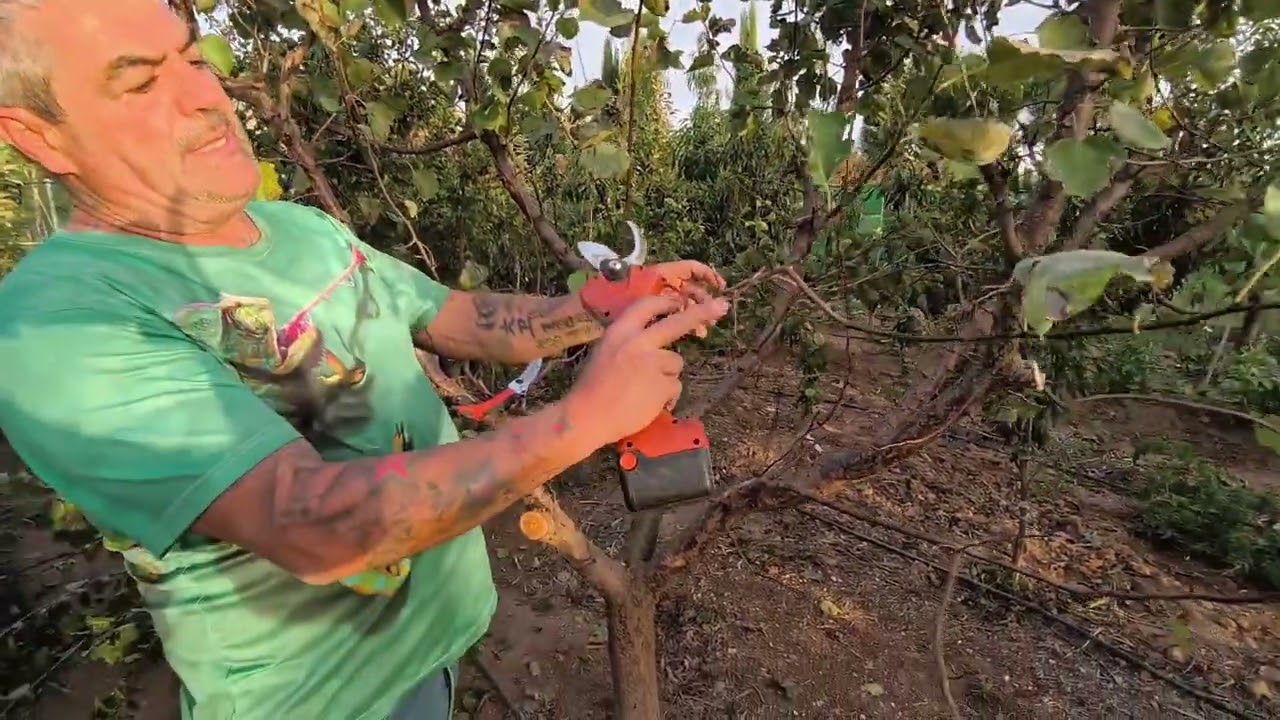 Como reducir en altura y volumen tus árboles frutales.