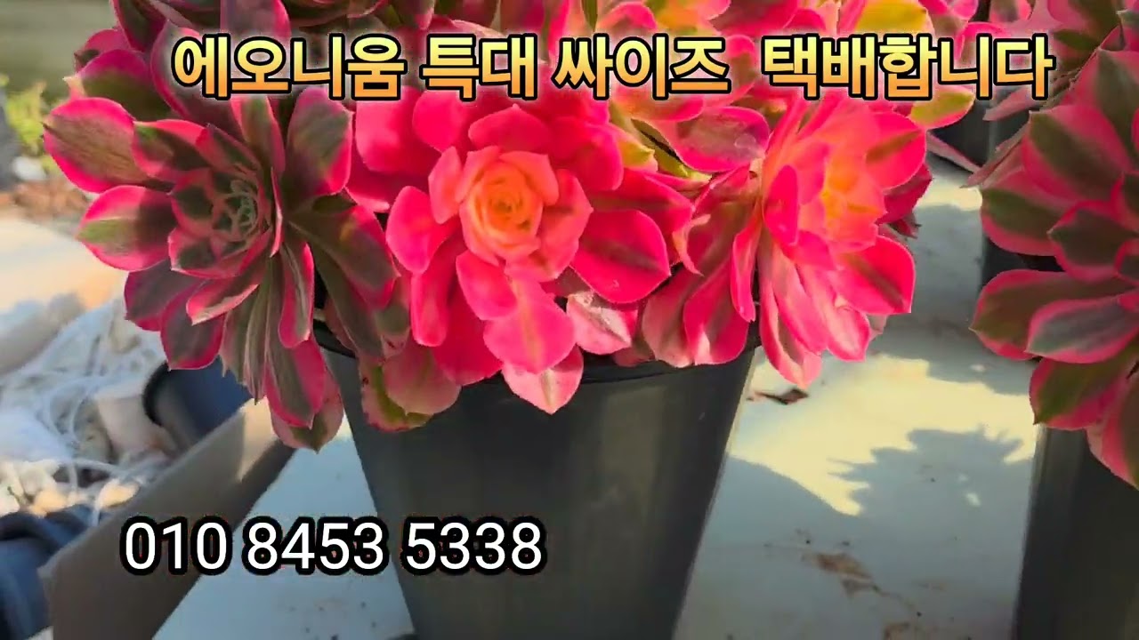 에오니움 택배합니다 주문주세요 010 8453 5338 