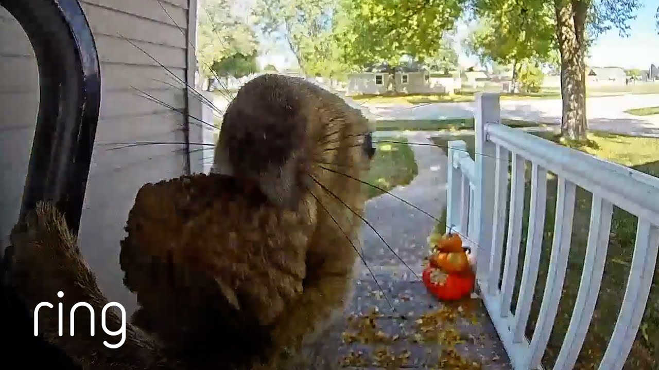 Squirrel Wanted to Make Sure the Ring Video Doorbell Captured Its Impressive Jump | RingTV