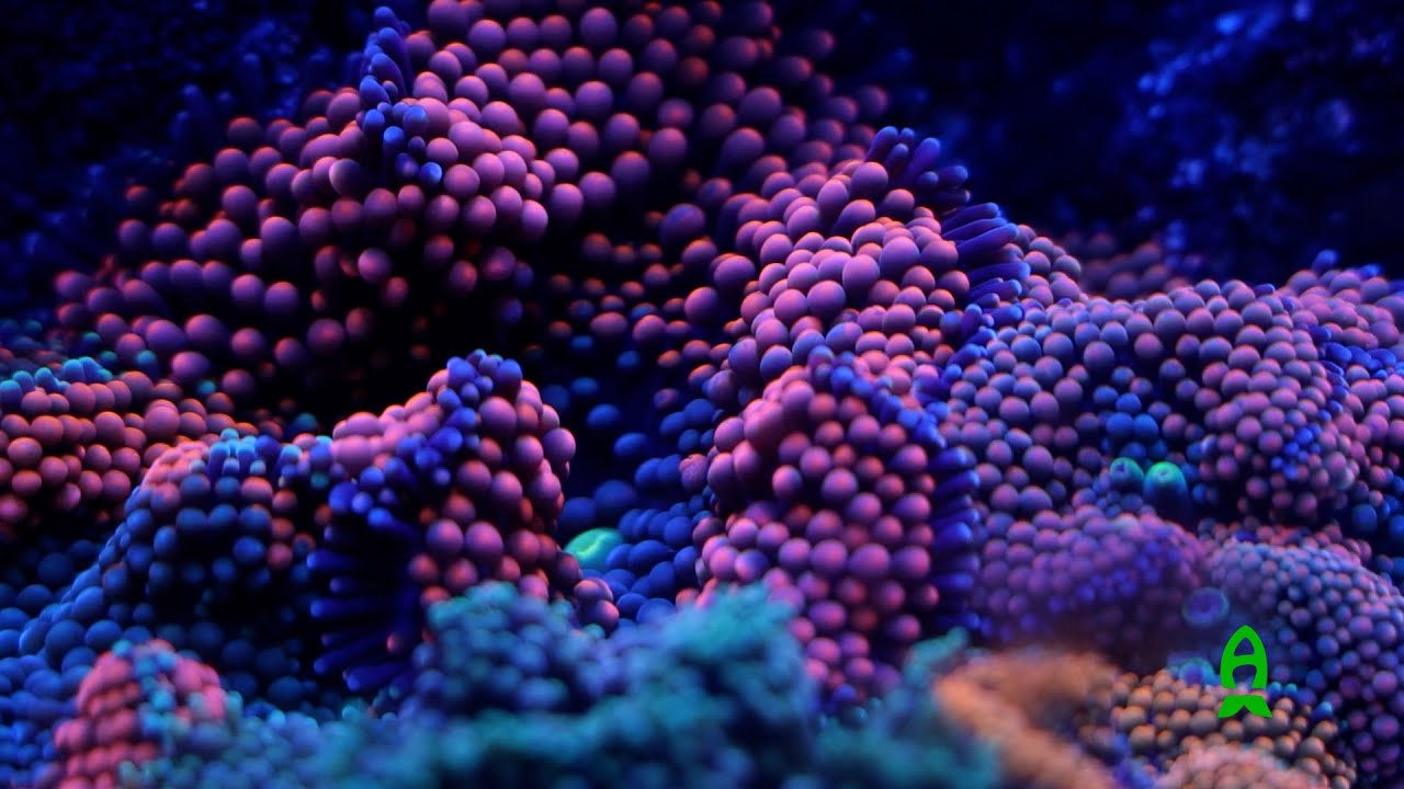 New tank in Afishionado Land - Eshopps Deskmate.