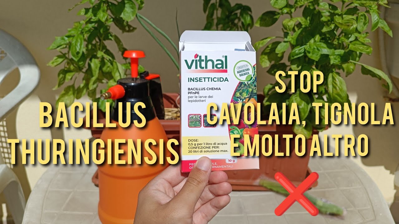 BACILLUS THURINGIENSIS Rimedio NATURALE contro CAVOLAIA, TIGNOLA e tanto altro!