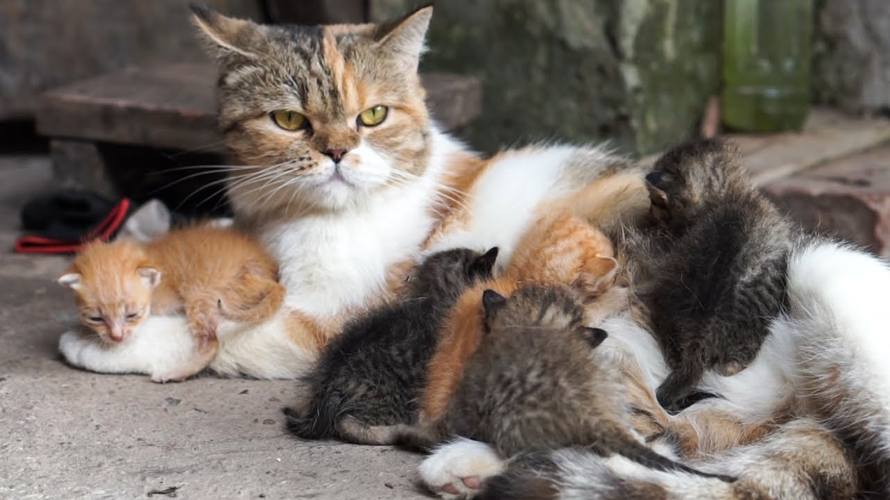 Котята играют с сельскохозяйственными животными: собаки, кролики, куры, утки, коровы - Звуки кошек