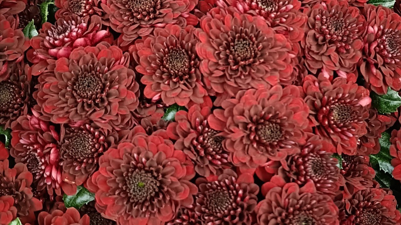 Tagir  Flowers 🌸 в прямом эфире!