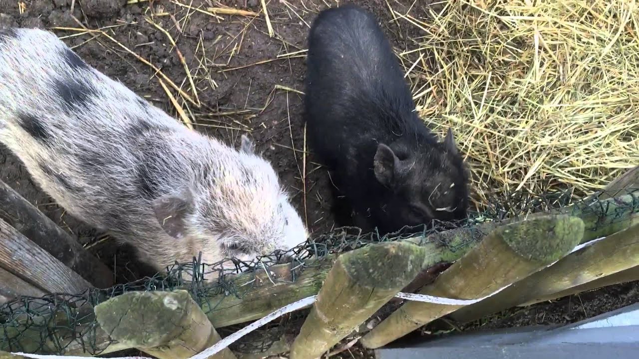 Schweine Hugo und Rudi auf dem Pferdehof