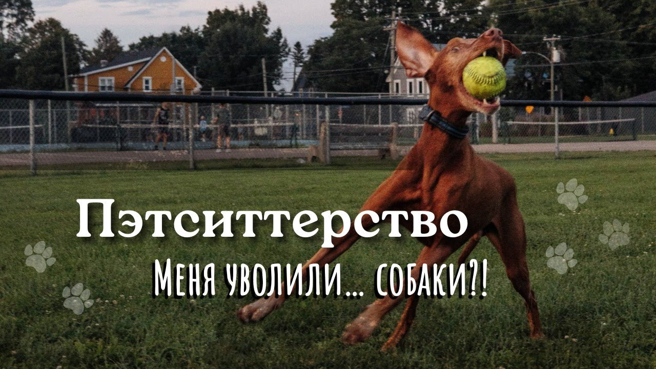Как я стала пэтситтером, сколько платят и что пошло не так - Часть 1