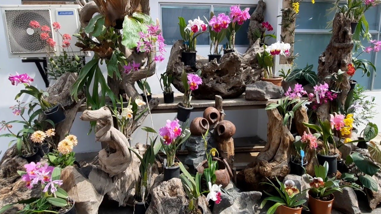 LAS ORQUIDEAS MÁS HERMOSAS DE LIMA - ORQUIDARIA