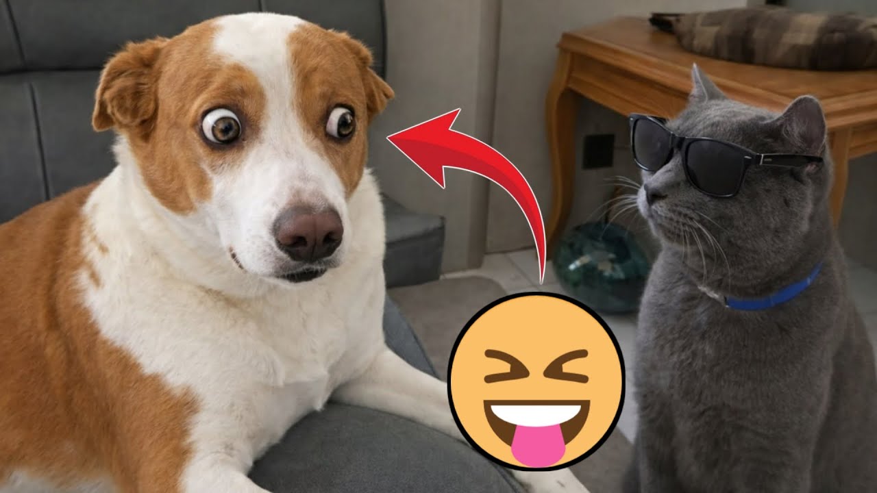 Another Normal Day of Dog Testing Cat’s Limits