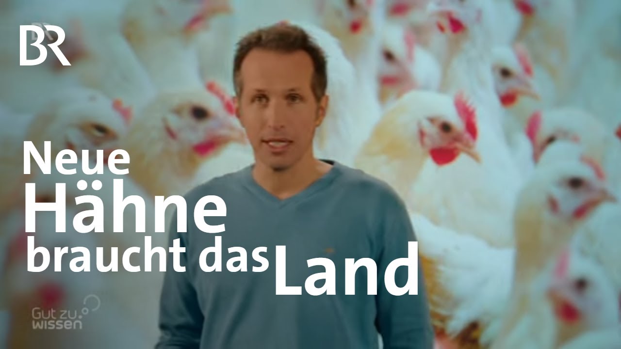 Nach Verbot von K&uuml;kent&ouml;ten: Neue H&auml;hne braucht das Land | Gut zu wissen | BR