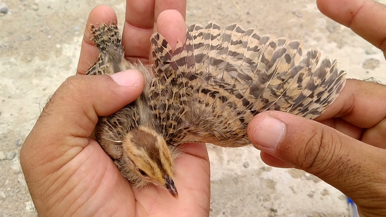 Kalet Teetar Ke Bachon Mai Nar Madi Ka Farq l کالے تیتر کے بچوں میں نر مادی کا فرق
