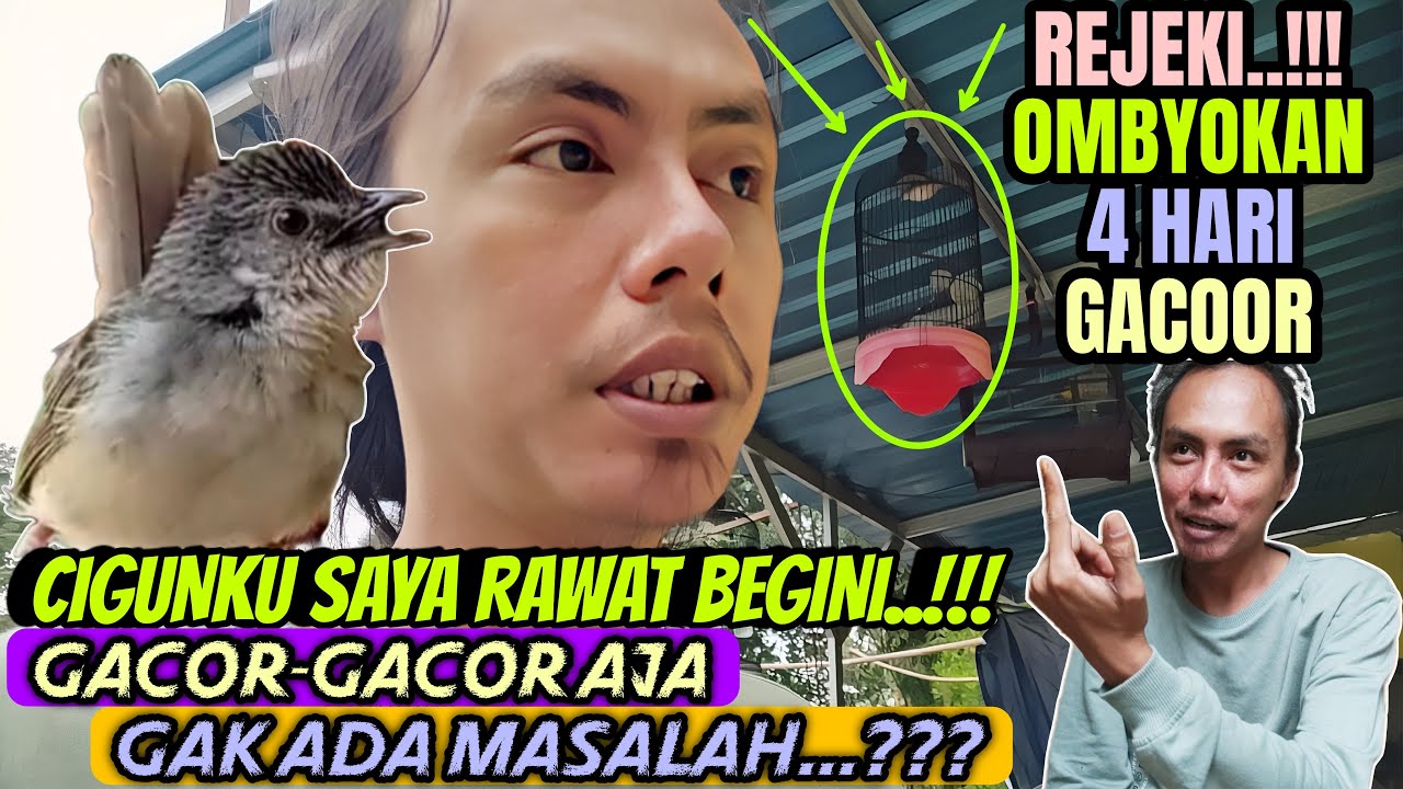TERNYATA PRENJAK GUNUNG INI CUMA DIRAWAT BEGINI SAJA SUDAH GACOR || TIPS BURUNG CEPAT GACOR