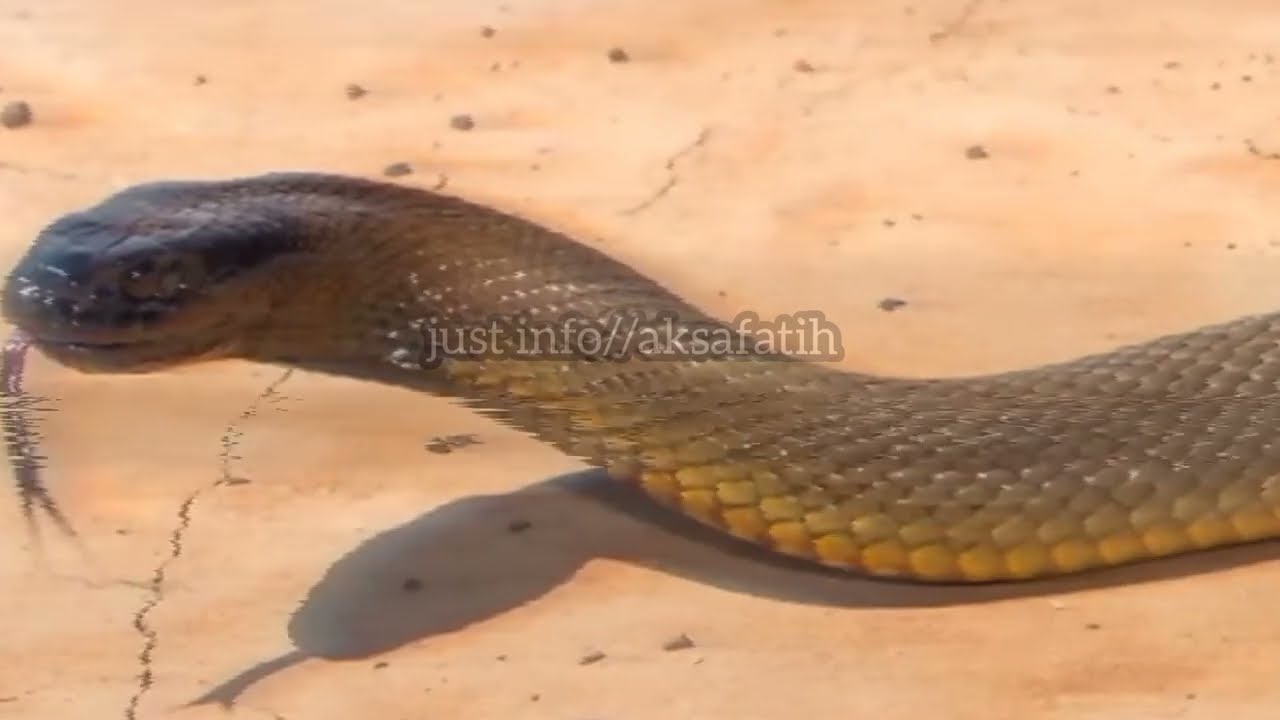 Just info//5 Hewan melata paling berbahaya di dunia #hewan#duniahewan#reptil
