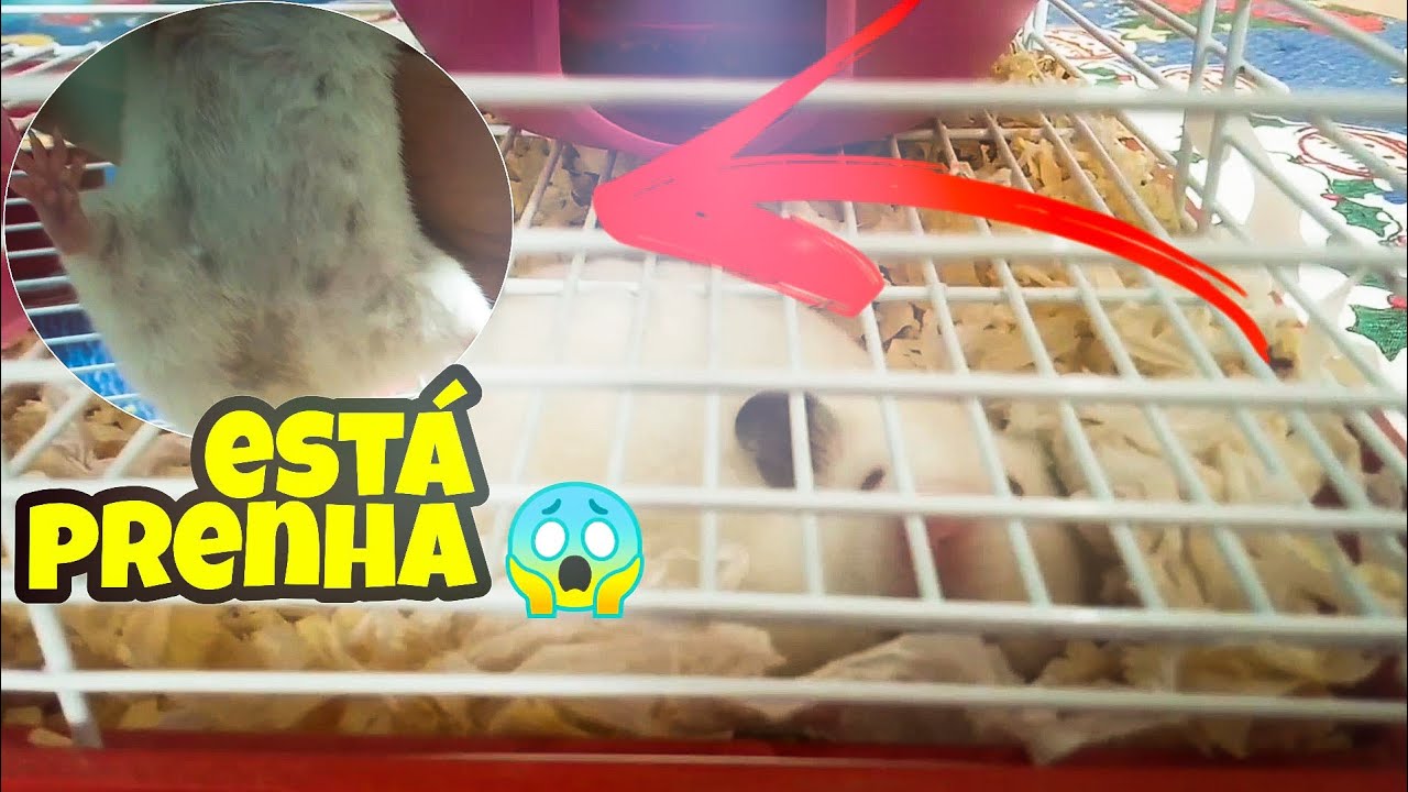 COMO SABER SE HAMSTER ESTA PRENHA? *vou ser vov&oacute; *