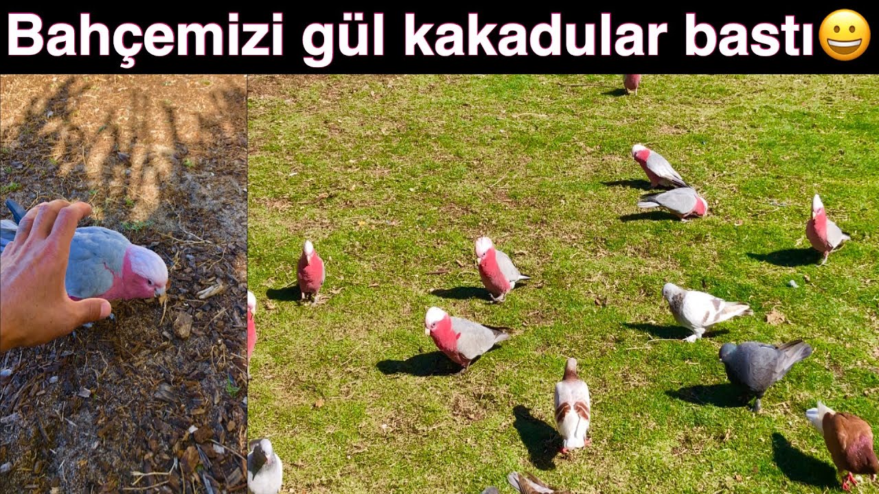 AVUSTRALYADA EVİMİN BAHÇESİNE PAPAĞANLAR GELDİ.