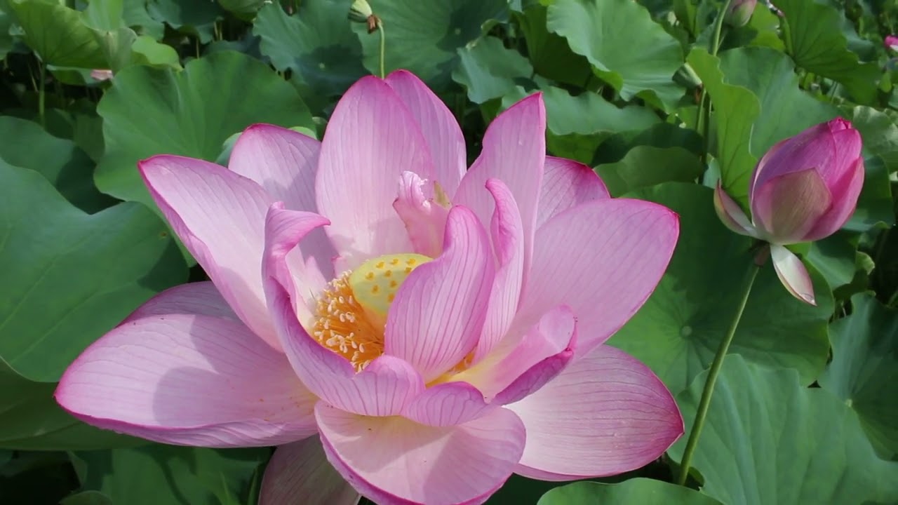 古河公方公園ハスの花