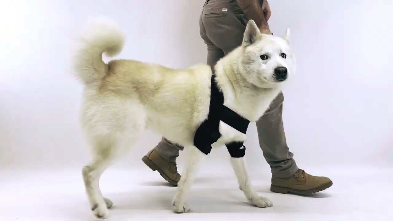 ✅ Elbow pads Ortocanis | My dog suffers from elbow dysplasia | elbow arthritis | reduces hygromas