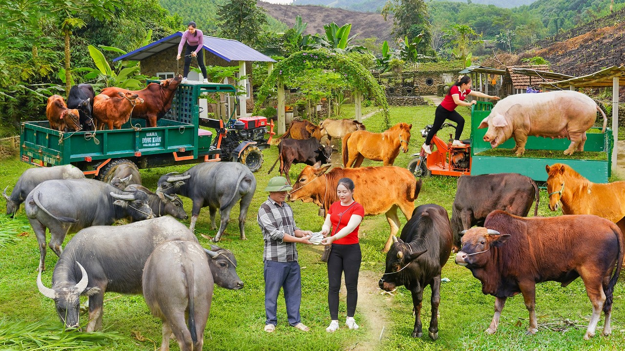 288 Days Use Truck To Buy Giant Pig 200+ Kg And Many Horse, Buffalo Go To Countryside Market Sell