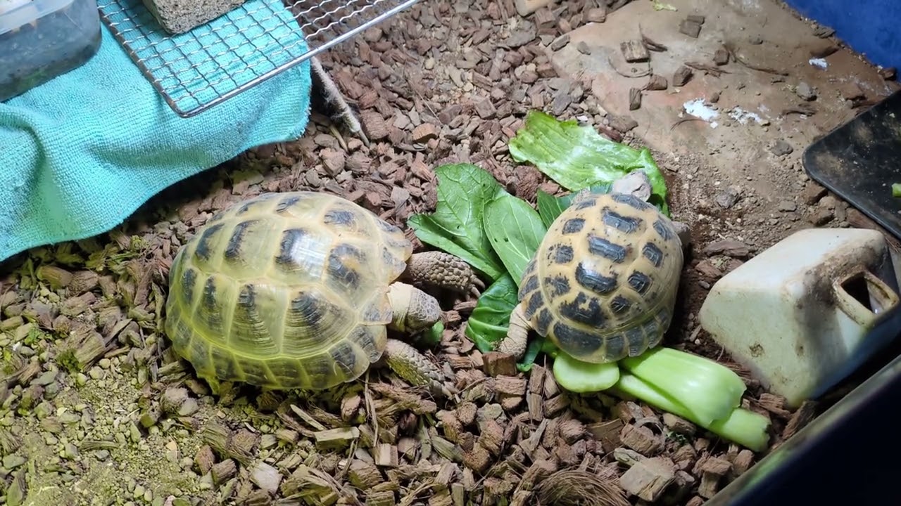 一緒に食べとるな　　　　　　　　　　　　　　#ちーこ #みーこ #るーこ  #リクガメ #亀 #ロシアリクガメ #フォルスフィールド #癒し #turtle #cute #animals  #pets