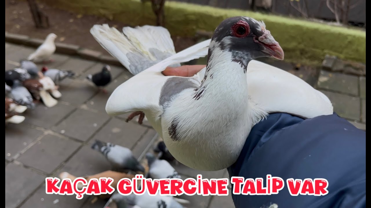 YAKALADIĞIM DEV KAÇAK GÜVERCİNE TALİP VAR ( VERELiM Mİ )