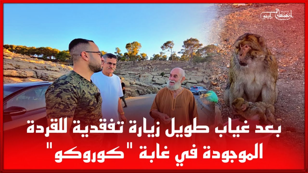 🔴بعد غياب طويل زيارة تفقدية للقردة الموجودة في غابة 