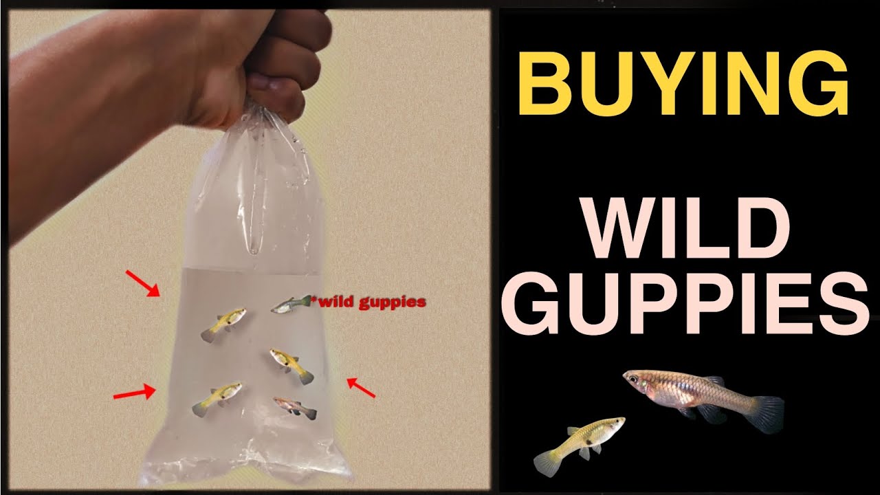 Buying Wild Guppies 