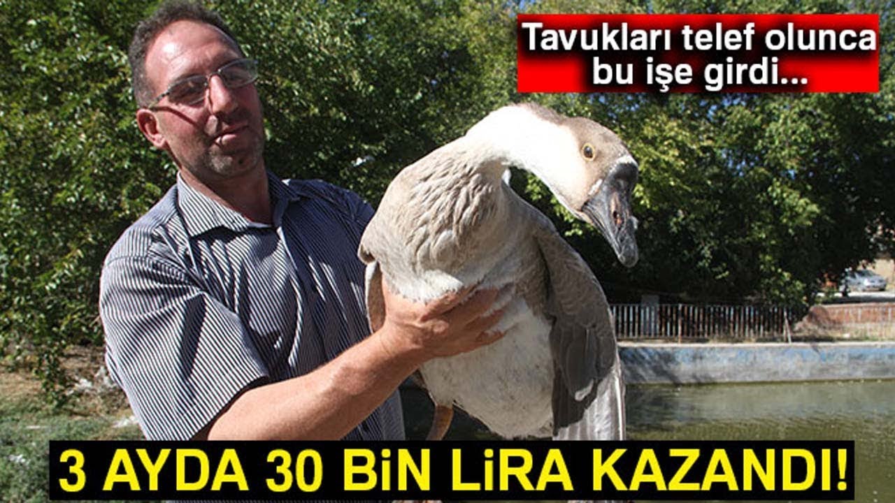 Tavukları Telef Oldu Kaz İşine Girdi, 3 Ayda 30 Bin Lira Kazandı