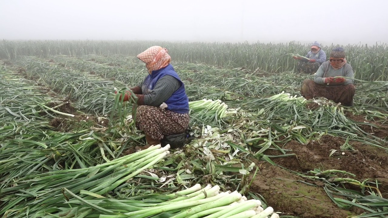 Tarladan Sansürsüz Çiftçinin Hali - Pırasa Hasadı