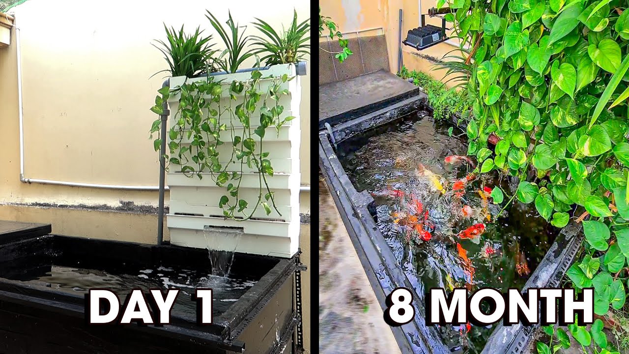 Hồ KOI THÙNG XỐP sau 8 tháng | Koi pond after 8 months
