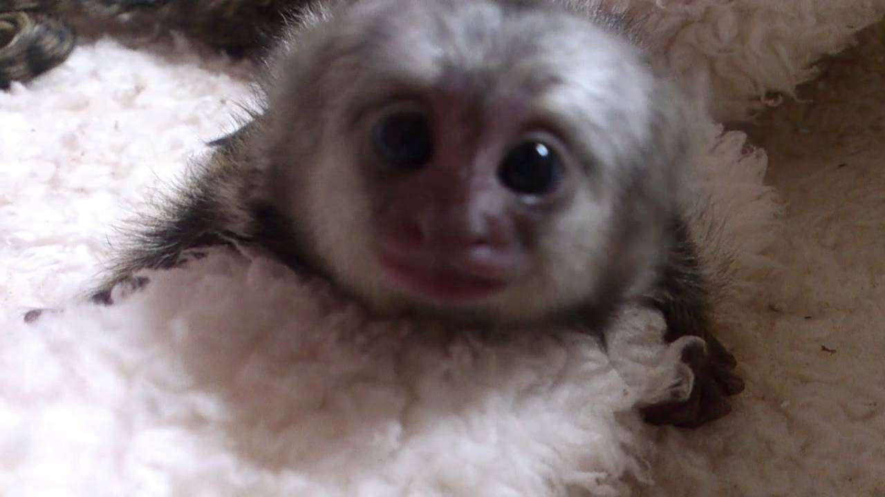 なーに？コモン marmoset 赤ちゃん baby