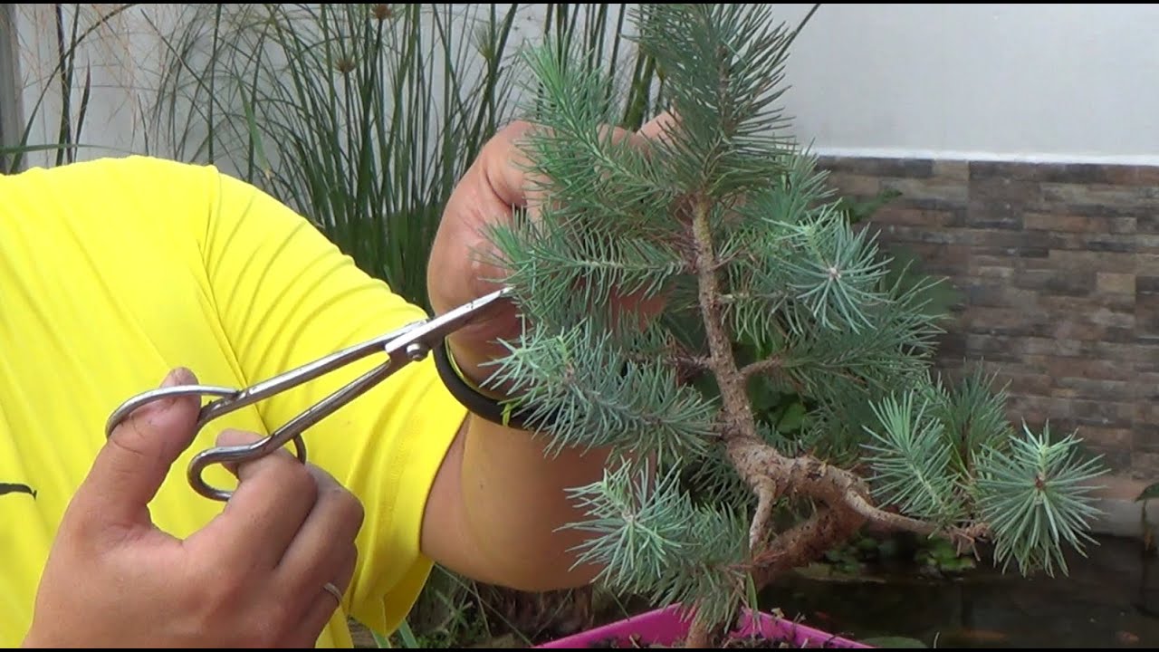 Bonsai Zero Pino - haciéndole las puntas 2ª parte