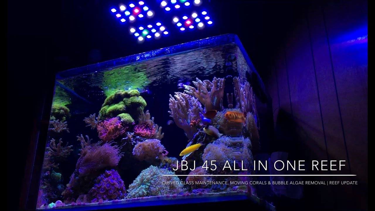 Curved Glass Maintenance, Moving Corals & Bubble Algae Removal | Reef Update